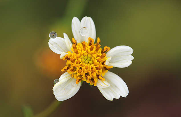 白の栴檀草とおもわれる5個の舌状花を持つ