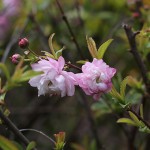 にわざくら（庭桜）Prunus glandulosa cv.Alboplena_0 (3)