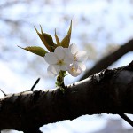 おおしまざくら（大島桜）Cerasus speciosa_0 (8)