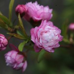 にわざくら（庭桜）Prunus glandulosa cv.Alboplena_0 (1)