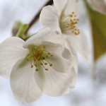 おおしまざくら（大島桜）Cerasus speciosa_0 (2)