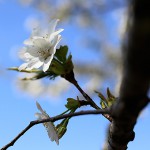 おおしまざくら（大島桜）Cerasus speciosa_0 (7)