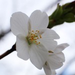 おおしまざくら（大島桜）Cerasus speciosa_0 (4)