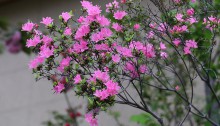 つつじ（躑躅）Rhododendron_1 (10)