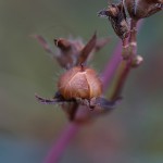 まるばるこうそう （丸葉縷紅草 ）Ipomoea coccinea